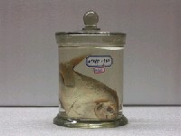 藏品(眼眶魚)的圖片
